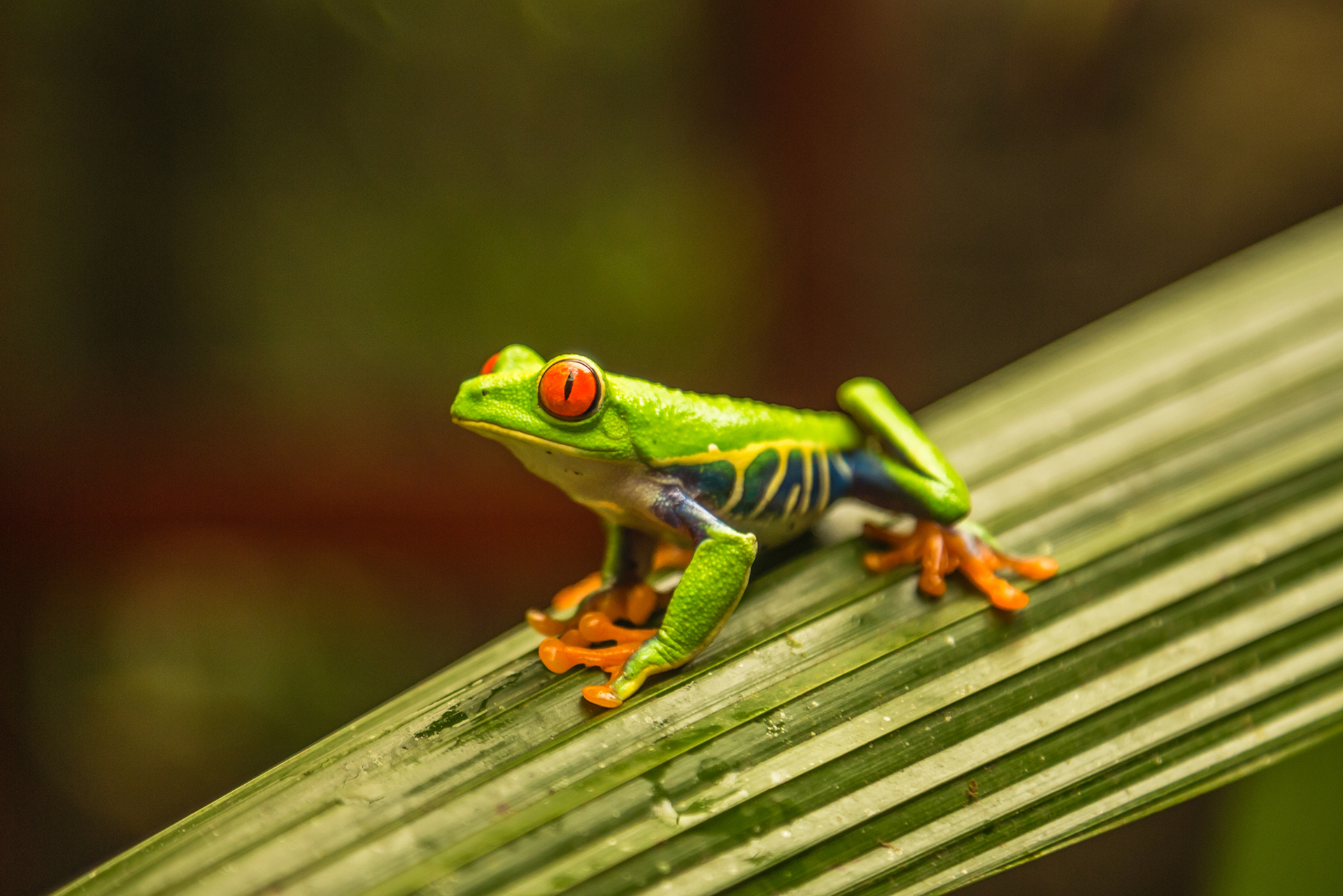 FrogDubaiCostaRica3